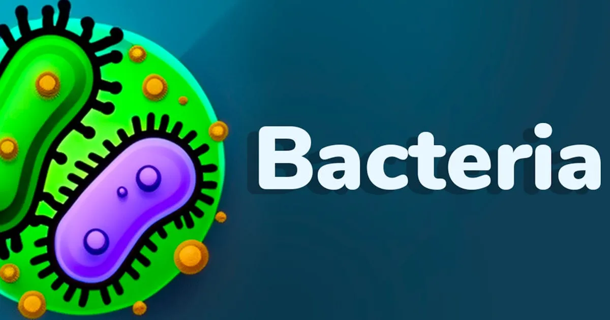 Bacteria